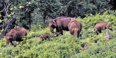 TN govt installs AI-powered cameras to monitor elephant movement in Dharmapuri forests