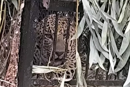Prowling leopard gets trapped in cage on Tirupati’s Sri Venkateswara University campus