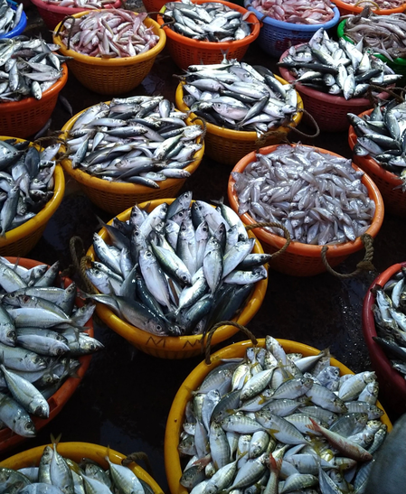 Fish prices surge ahead of 61-day-long fishing ban in Tamil Nadu