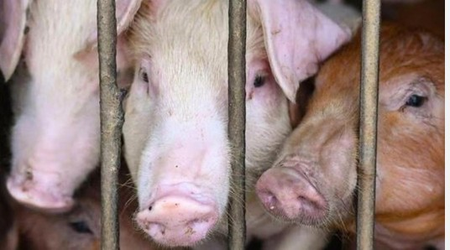 Over 3,050 pigs killed due to African Swine Fever in Mizoram